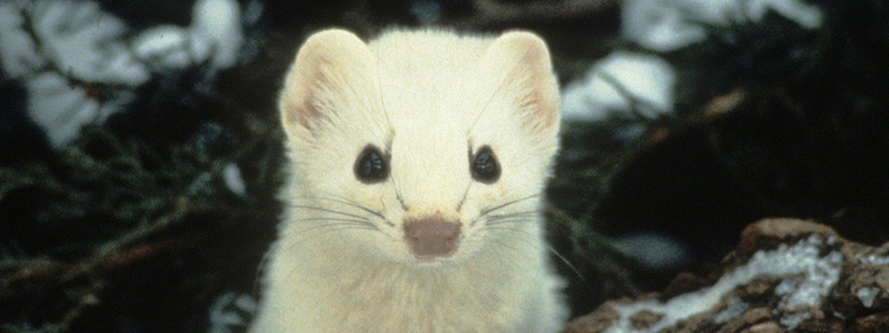 Photo of an ermine.