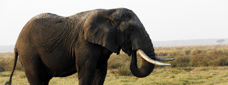 Photo of an elephant.