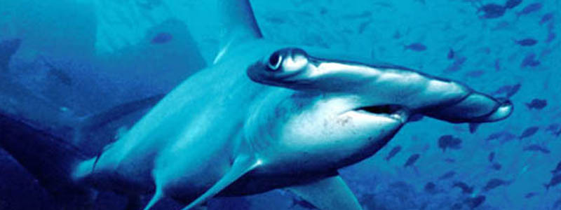 Photo of a hammerhead shark.