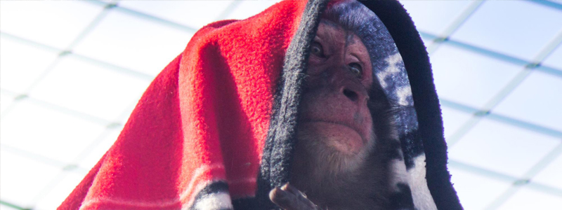 Photo of a monkey wrapped in a blanket.