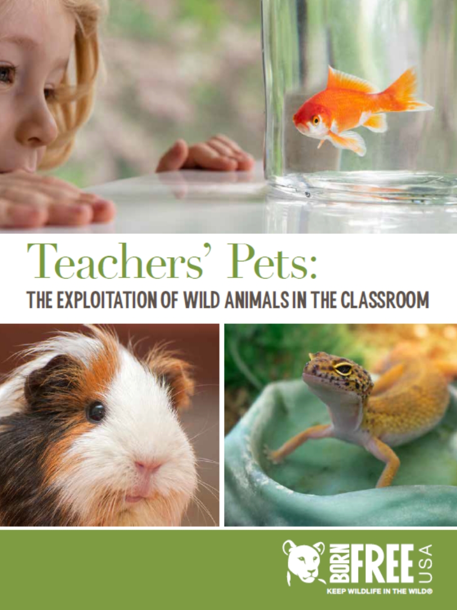Teachers' Pets Report Cover