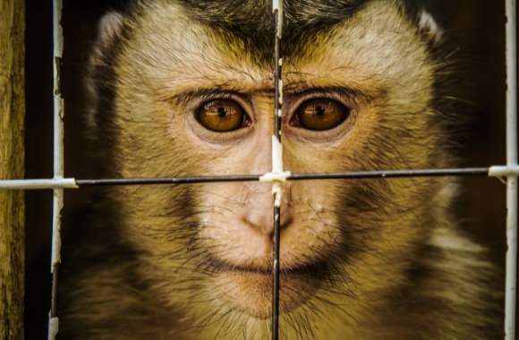 Cost of a monkey shop as a pet