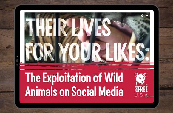 New Report Reveals the Abuse and Exploitation of Wild Animals on Social  Media | Born Free USA