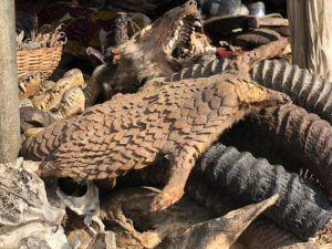 Photo of wild animal parts from a market in Benin.
