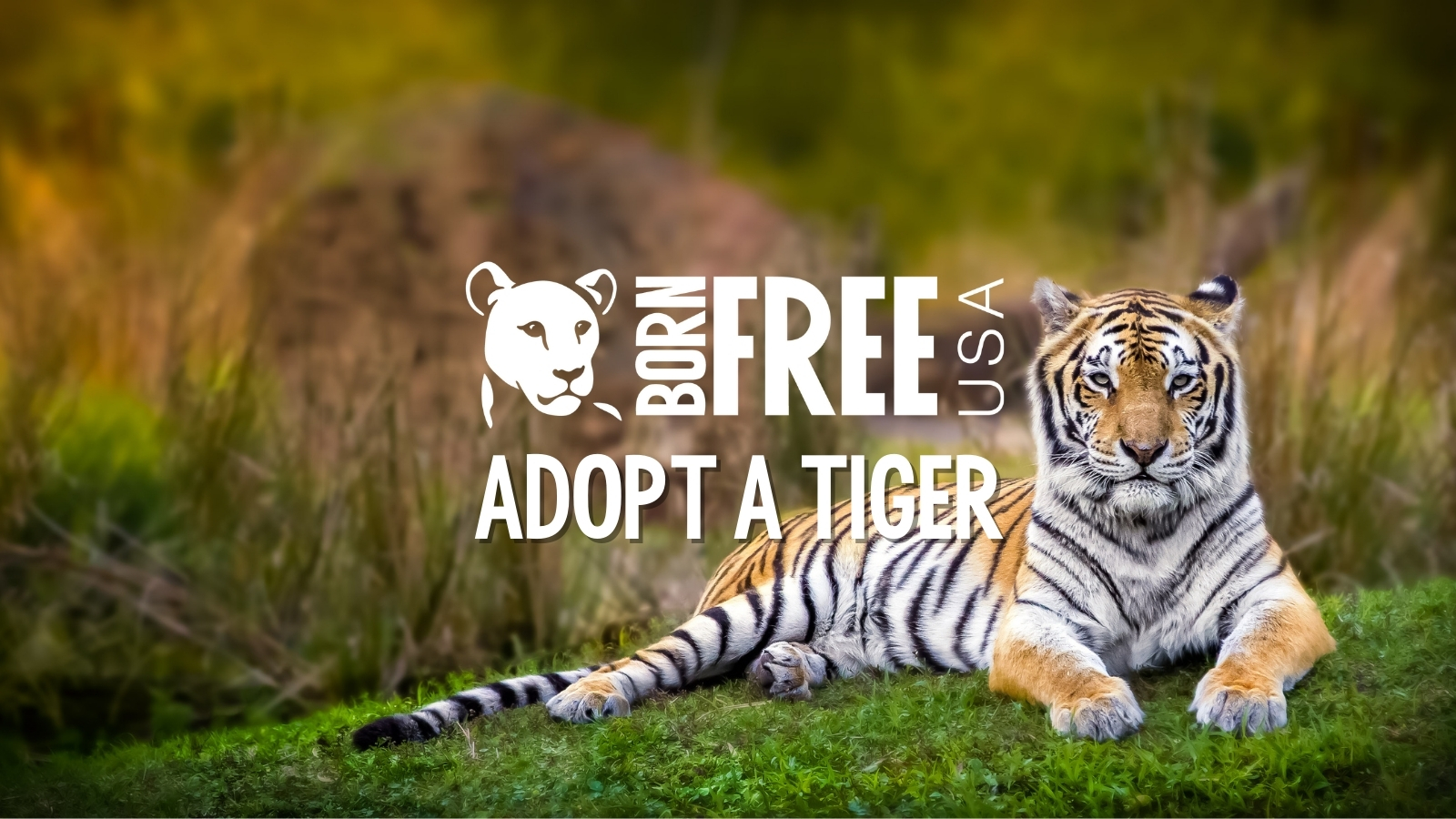 Adopt a Tiger! Born Free USA