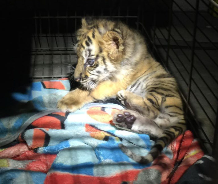 Exotic Pets Dangers, Ethics & Laws Born Free USA