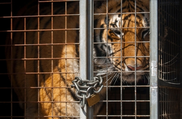 Exploited and Abused, Big Cats Need Our Help | Born Free USA