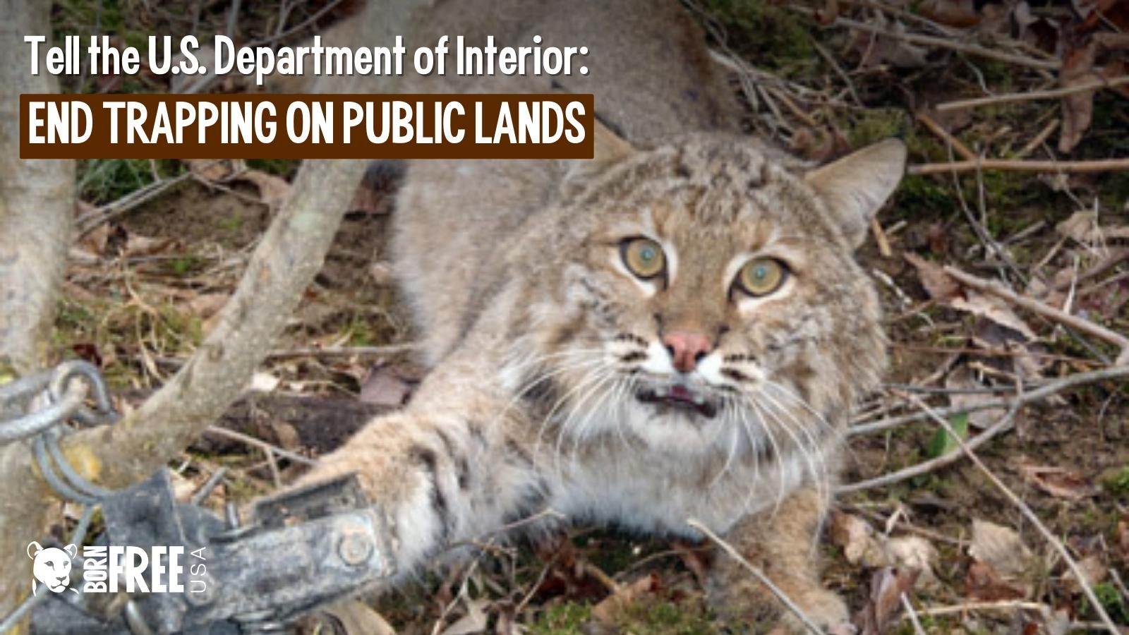 Tell the DOI Ban Trapping on Public Lands!