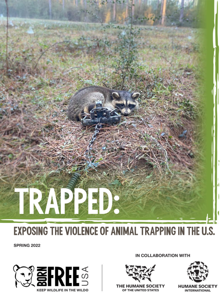 Trapped: Exposing the Violence of Animal Trapping in the . | Born Free  USA