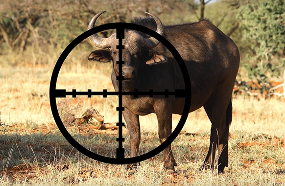 They Kill Wild Animals for Fun... Born Free USA's PSA on Trophy Hunting |  Born Free USA