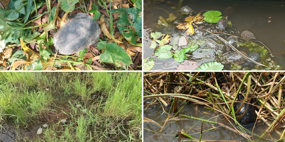 The rescued turtles are back in their natural habitats.