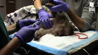 Mrs. Wilkin Tumors and Masses