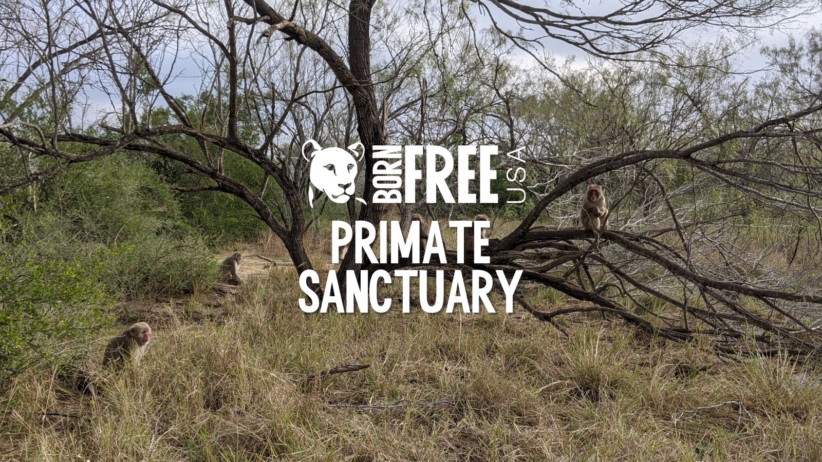 Primate Sanctuary Born Free USA