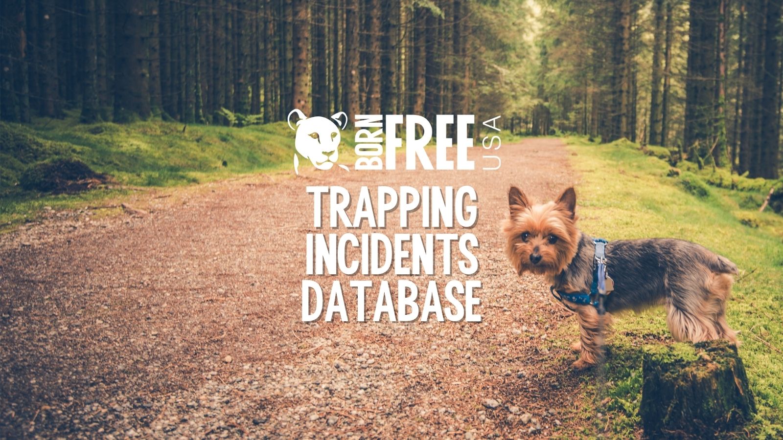 Search Trapping Incidents Database Born Free USA