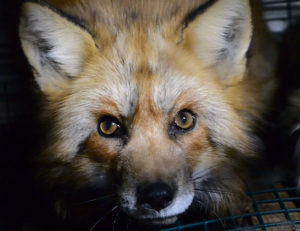 Animal Cruelty on Fur Farms