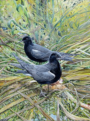 Montreal Wetlands Blog - Black Terns