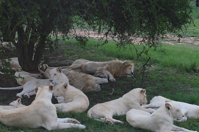 Photo of captive lions.