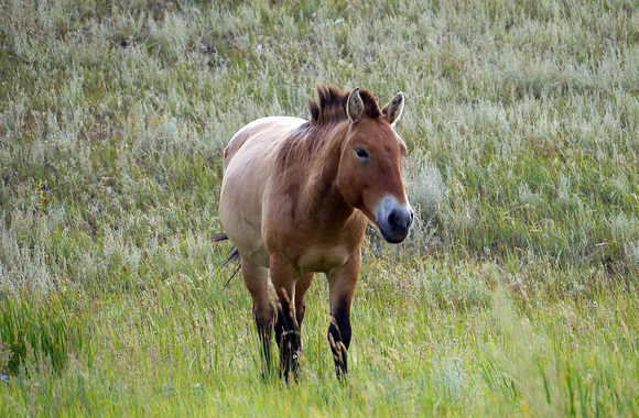 Let’s Keep Protecting those Feral, Wild Horses.