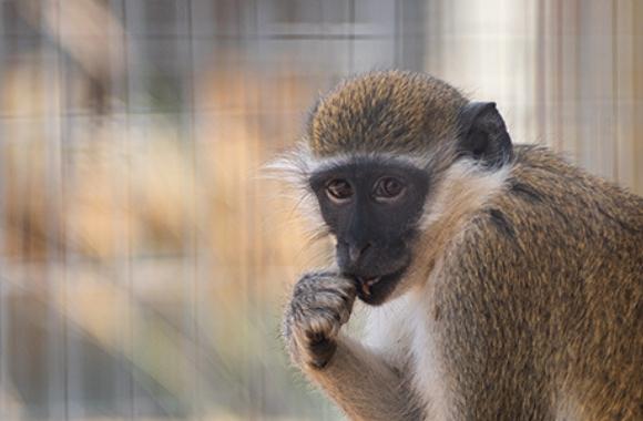 Willis the Vervet Monkey