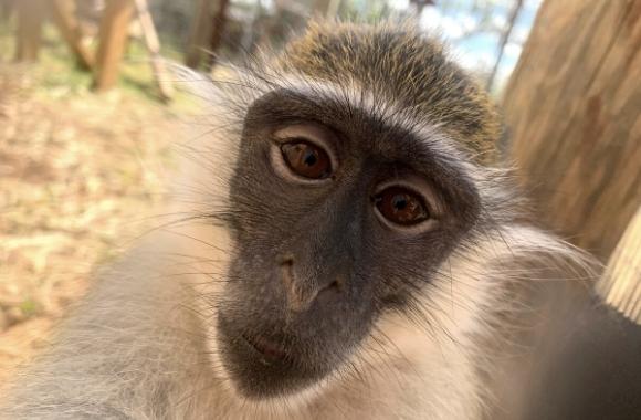 Vervet Monkey