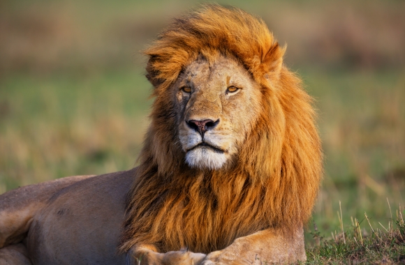 World Lion Day: Fighting for Lions in West Africa | Born Free USA