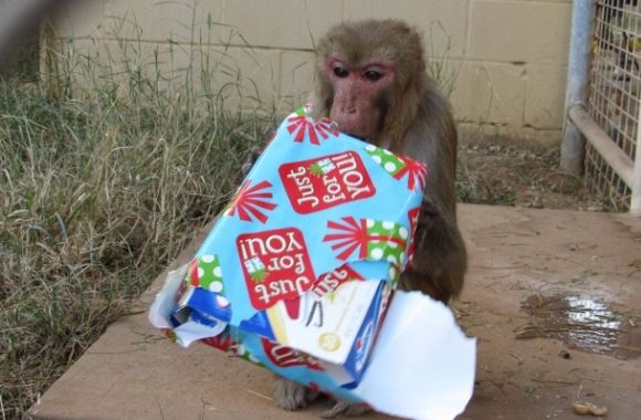 A Jolly Holiday at the Primate Sanctuary - Vimarsana News