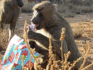 Elvis the baboon with his present.