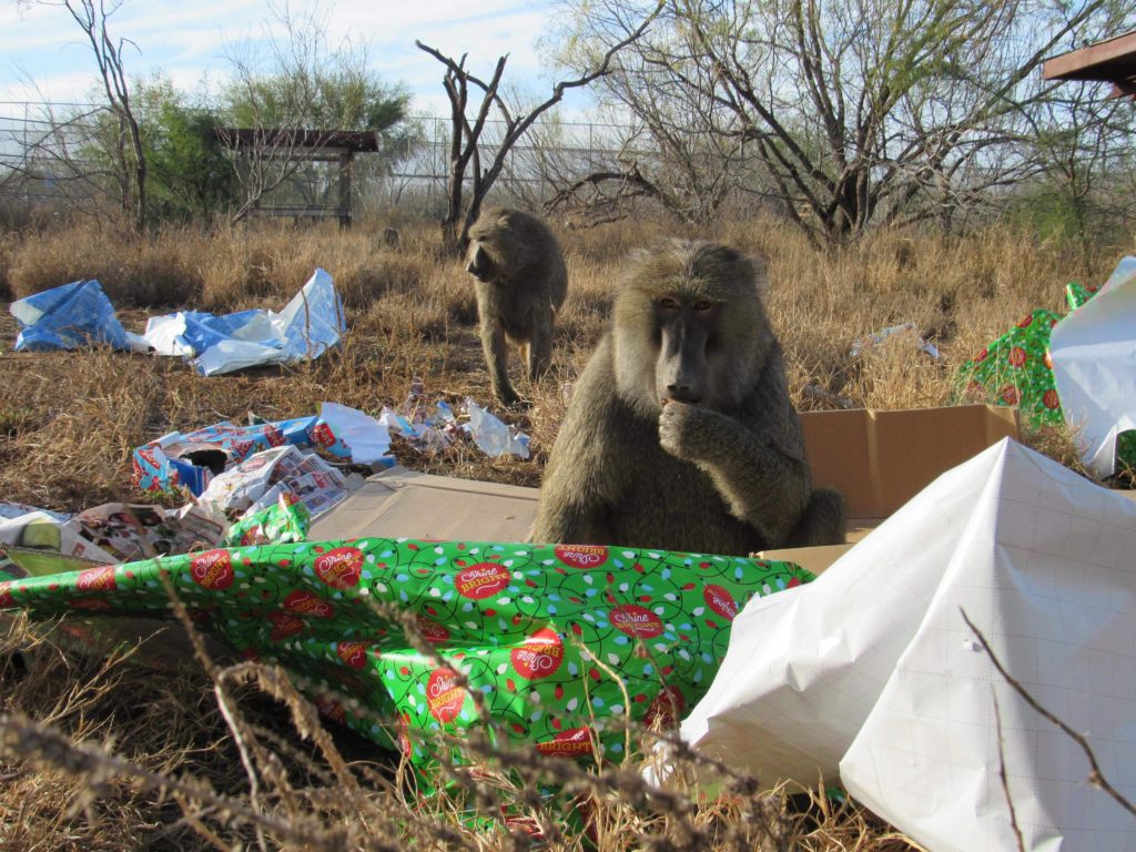 Baboons Elvis and Buddy had fun unwrapping their gifts!