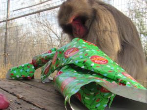Khy the monkey with his present.