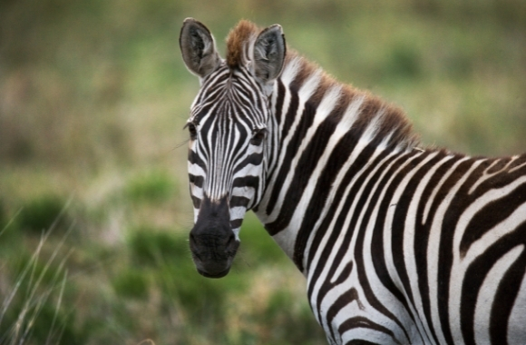 A Taste of Freedom before Tragedy: Three Zebras Escape Enclosure in  Maryland | Born Free USA