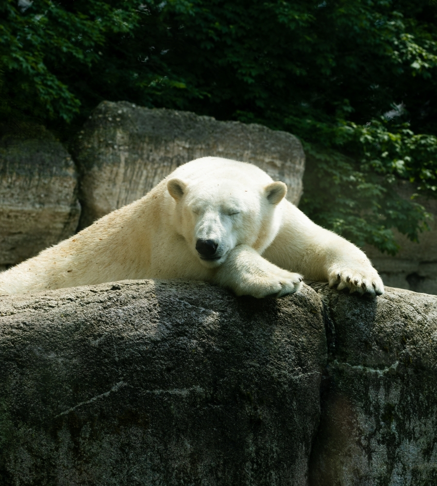 Polar Bear at the Zoo